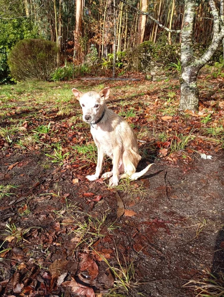 Samadi, female senior Mixed Breed for adoption at Protectora Os Biosbardos Ponteareas