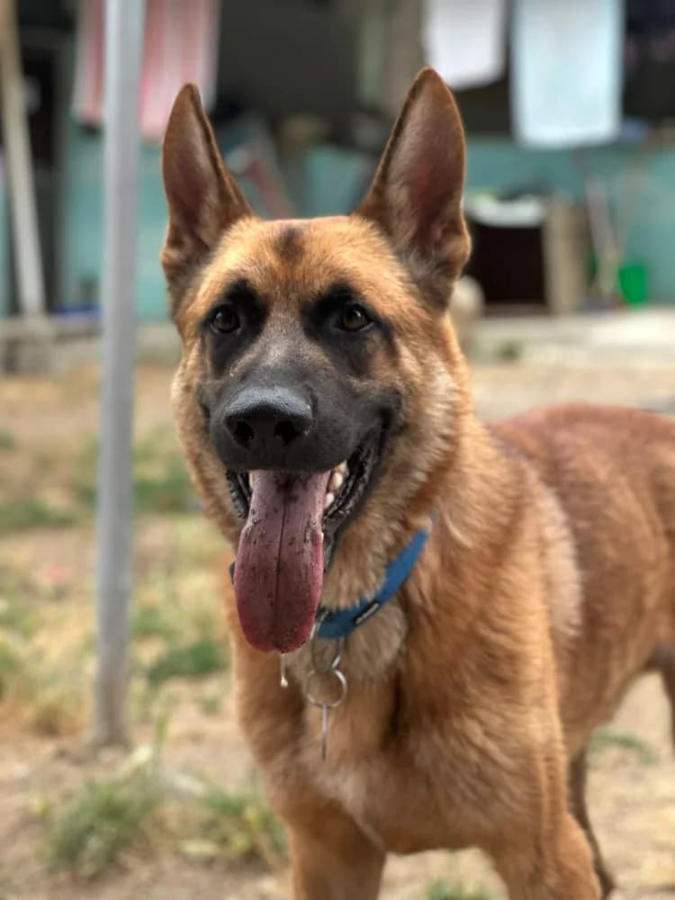 James, male young Mixed Breed for adoption at Protectora Os Biosbardos Ponteareas