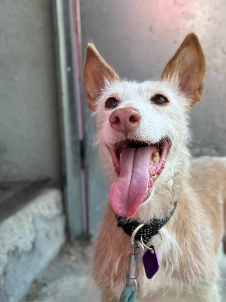 Gitana, female senior Mixed Breed for adoption at Protectora Os Biosbardos Ponteareas
