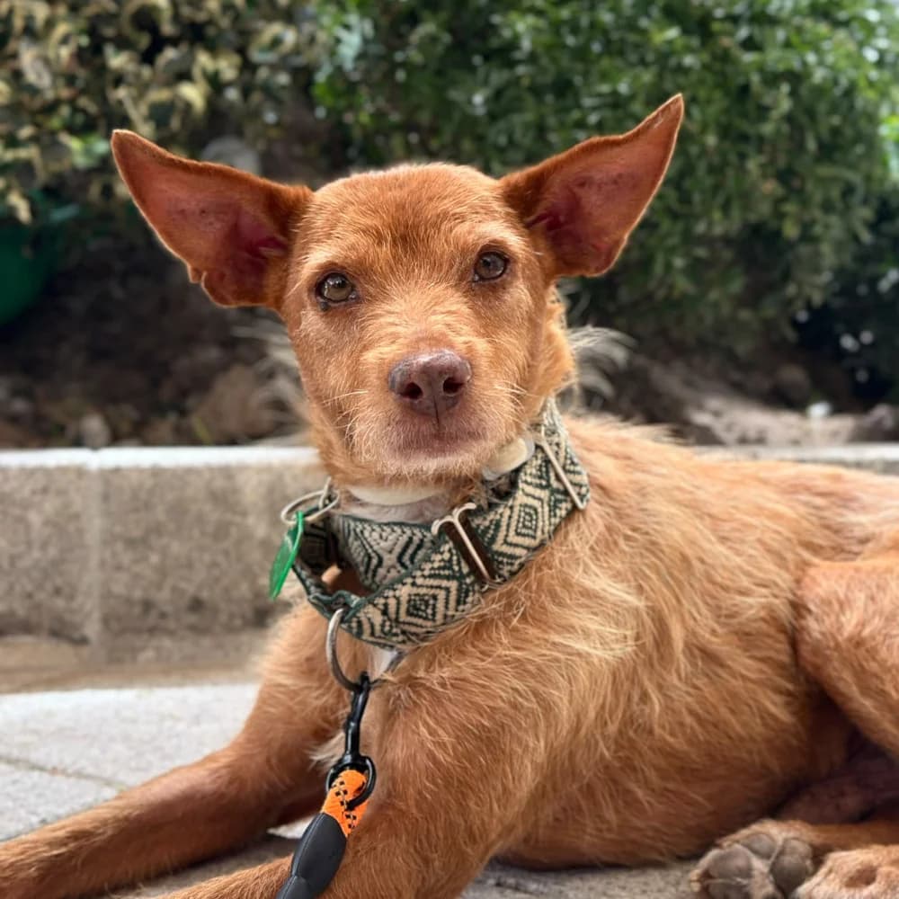 Koby, male senior Mixed Breed for adoption at Protectora Os Biosbardos Ponteareas