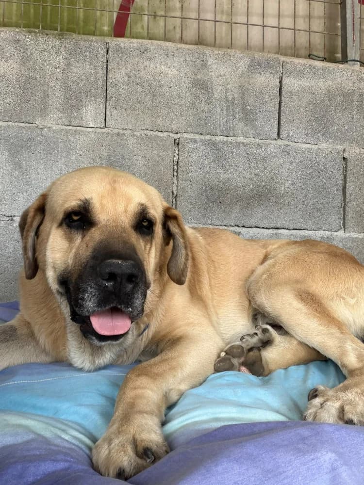 Tornado, male young Mixed Breed for adoption at Protectora Os Biosbardos Ponteareas