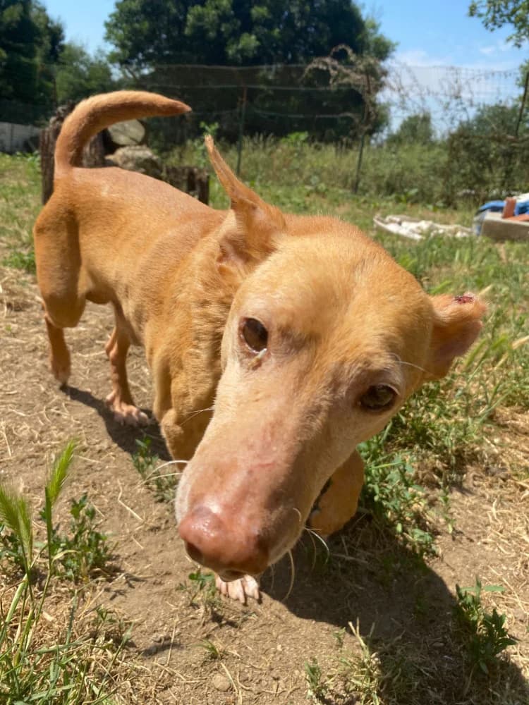 Roxo, male 4yo Mixed Breed for adoption at Protectora Os Biosbardos Ponteareas