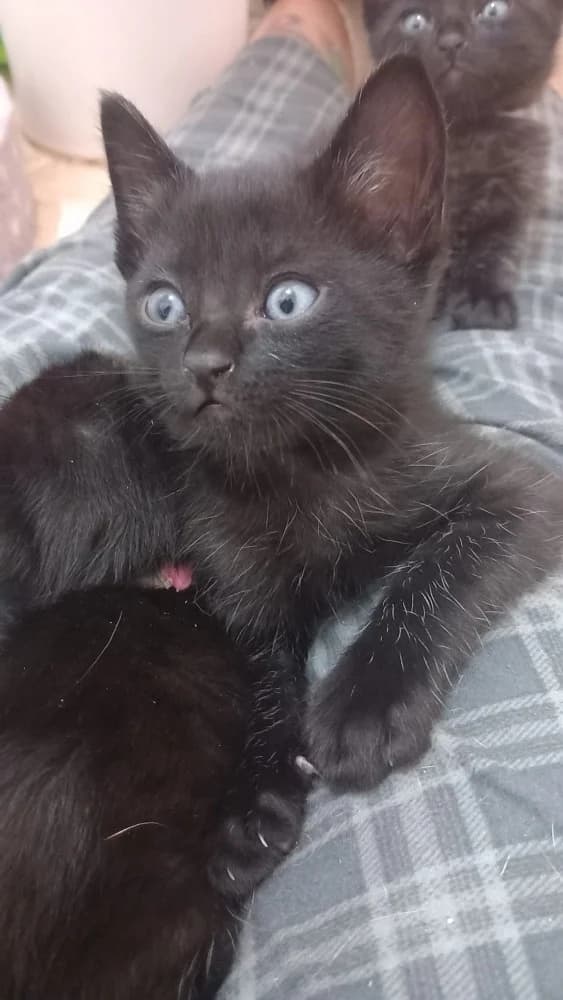 Loto Black, male puppy Mixed Breed for adoption at Protectora Os Biosbardos Ponteareas