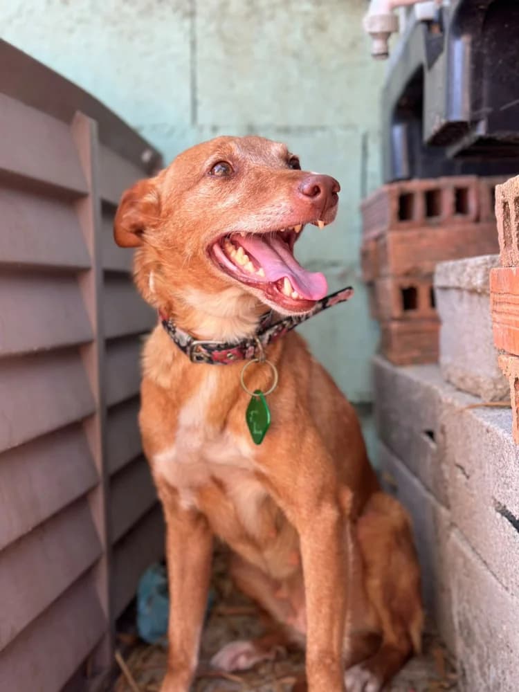 Meri, female 4yo Mixed Breed for adoption at Protectora Os Biosbardos Ponteareas