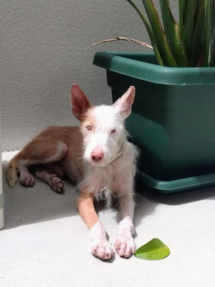 Riu, male senior Mixed Breed for adoption at Protectora Os Biosbardos Ponteareas