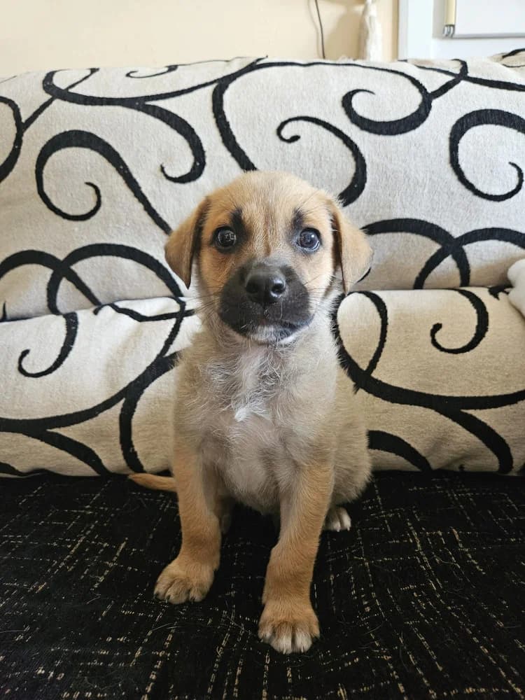 Boletus, male puppy Mixed Breed for adoption at Protectora Os Biosbardos Ponteareas