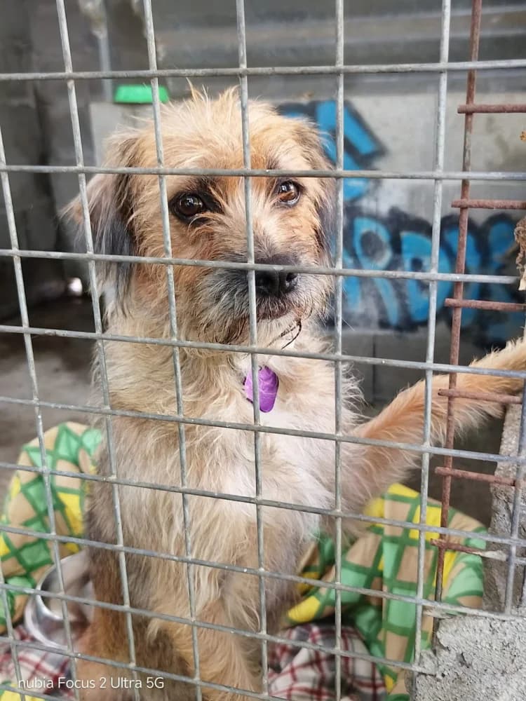 Xiena, female 5yo Mixed Breed for adoption at Protectora Os Biosbardos Ponteareas