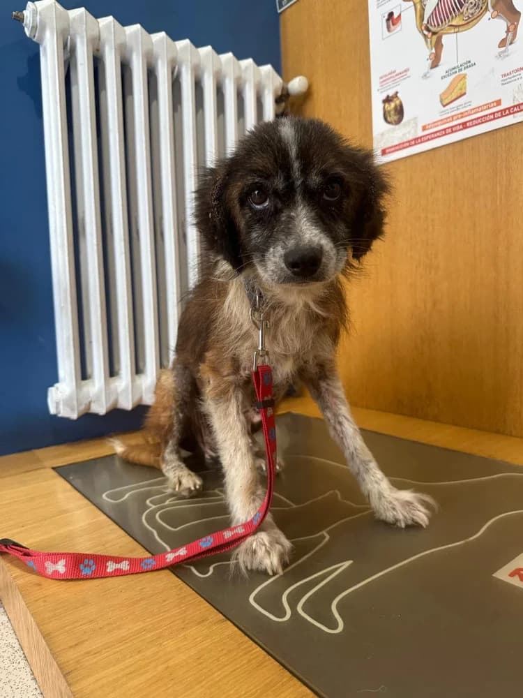 Peto, male 3yo Mixed Breed for adoption at Protectora Os Biosbardos Ponteareas