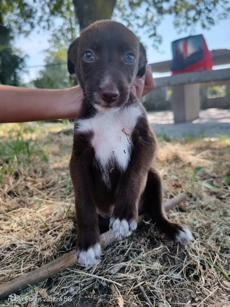 Hummus, male puppy Mixed Breed for adoption at Protectora Os Biosbardos Ponteareas