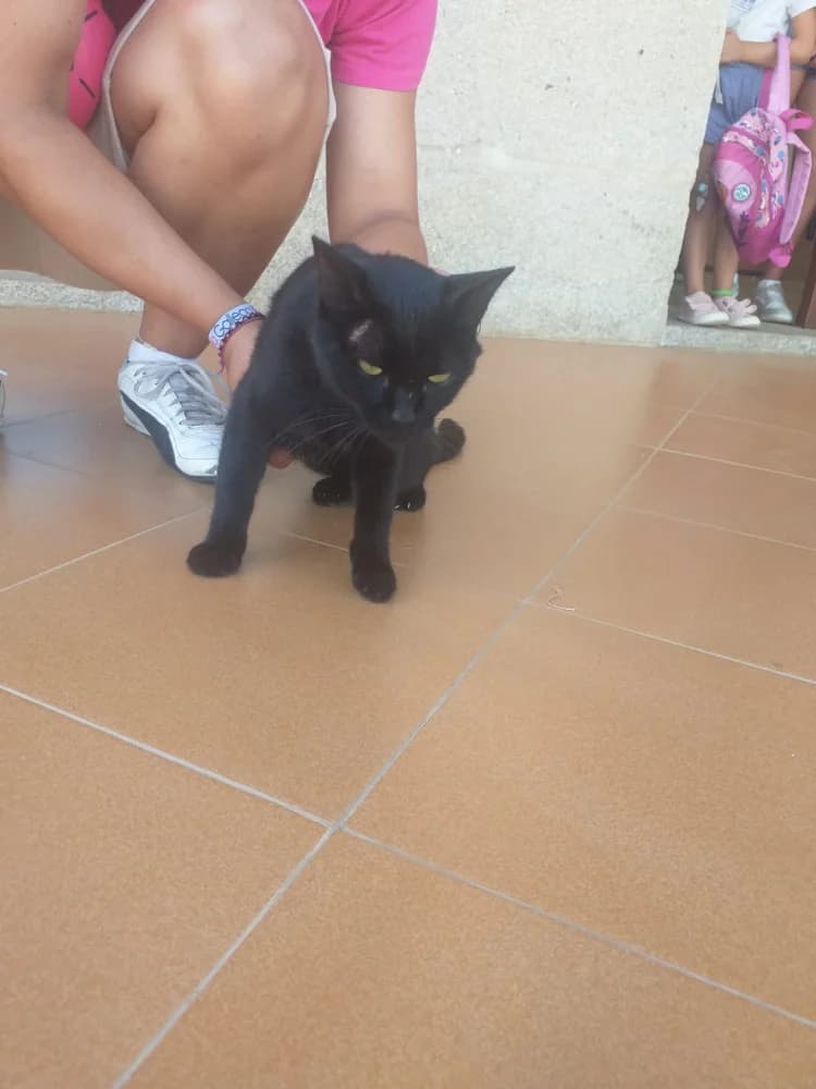 Schrödinger, male puppy Mixed Breed for adoption at Protectora Os Biosbardos Ponteareas