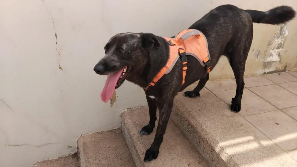 Rubรญ, female 5yo Mixed Breed for adoption at Protectora Os Biosbardos Ponteareas