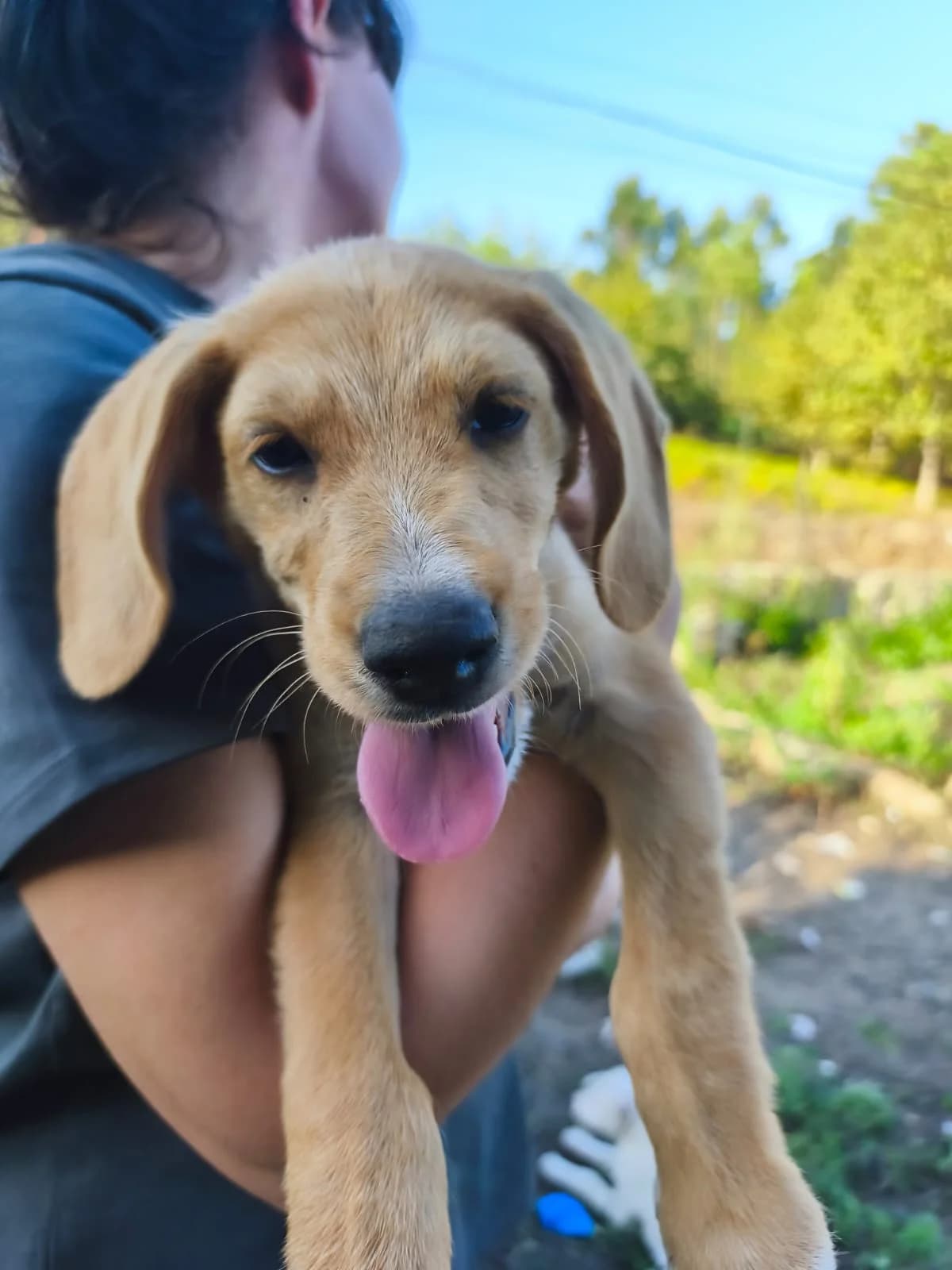 Repolo, male puppy Mixed Breed for adoption at Protectora Os Biosbardos Ponteareas