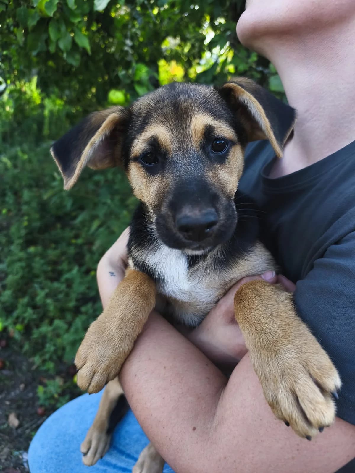 Berenxena, female puppy Mixed Breed for adoption at Protectora Os Biosbardos Ponteareas