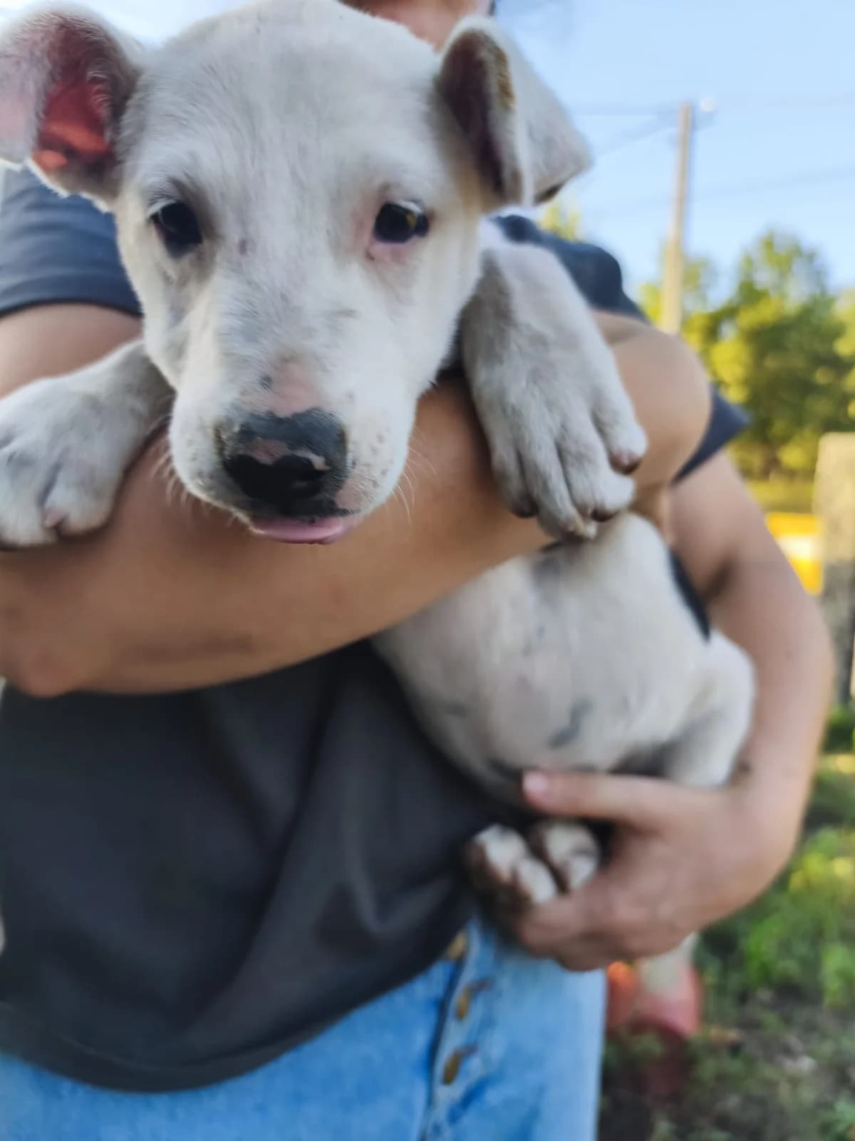 Verza, female puppy Mixed Breed for adoption at Protectora Os Biosbardos Ponteareas