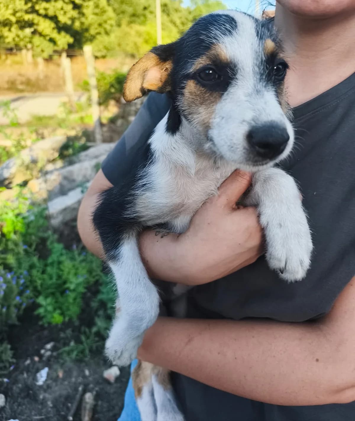 Cenoria, female puppy Mixed Breed for adoption at Protectora Os Biosbardos Ponteareas