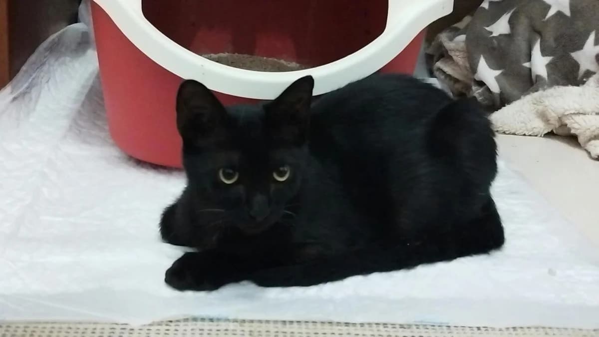 Makita, male Mixed Breed for adoption at Protectora Os Biosbardos Ponteareas