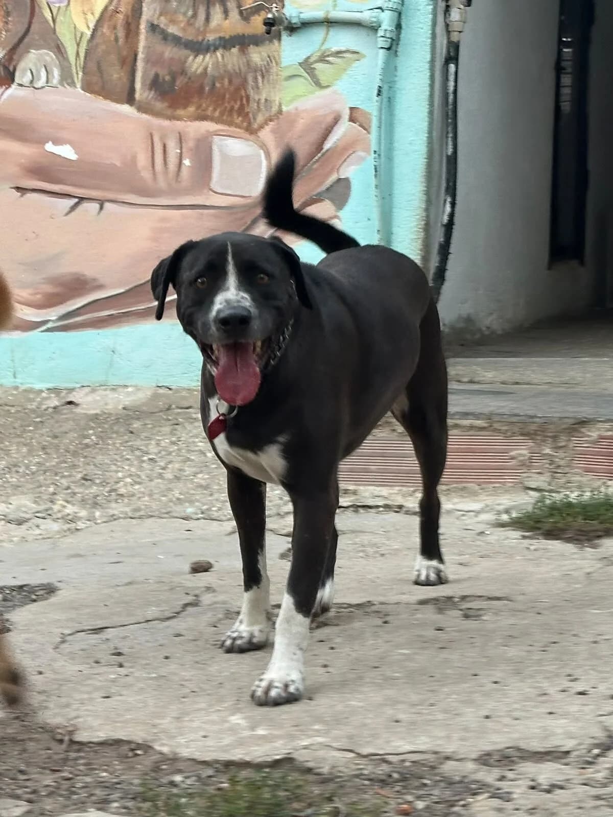 Choco, male 4yo Mixed Breed for adoption at Protectora Os Biosbardos Ponteareas