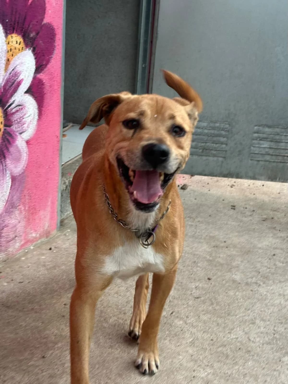 Nico, male 4yo Mixed Breed for adoption at Protectora Os Biosbardos Ponteareas