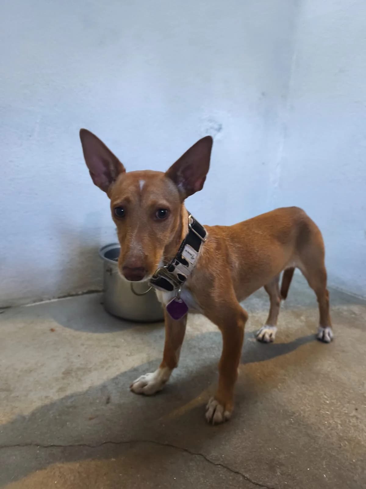 Ciruela, female Mixed Breed for adoption at Protectora Os Biosbardos Ponteareas