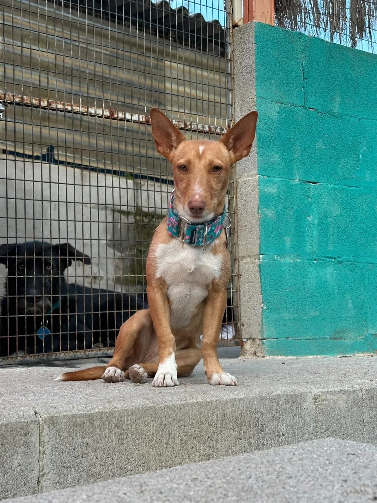 Ciruela, female puppy Mixed Breed for adoption at Protectora Os Biosbardos Ponteareas