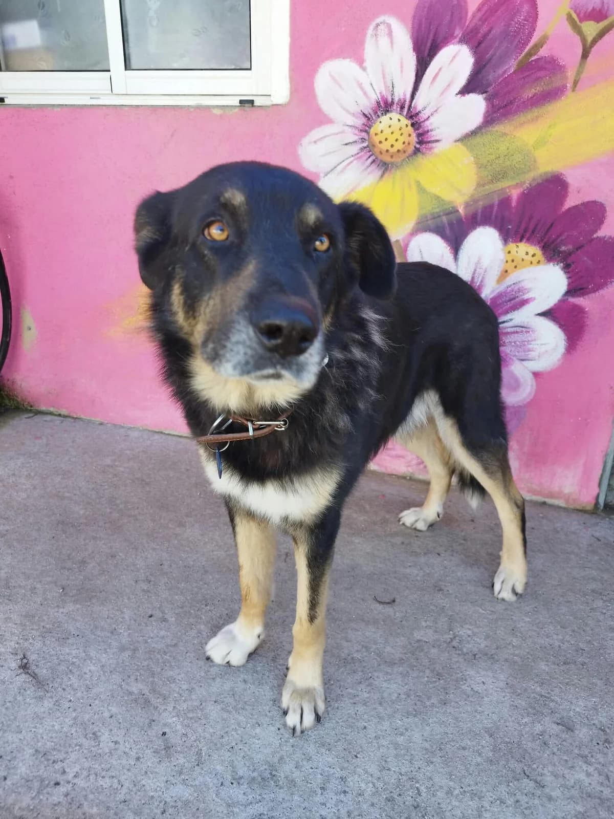 Lucky 3, male Mixed Breed for adoption at Protectora Os Biosbardos Ponteareas