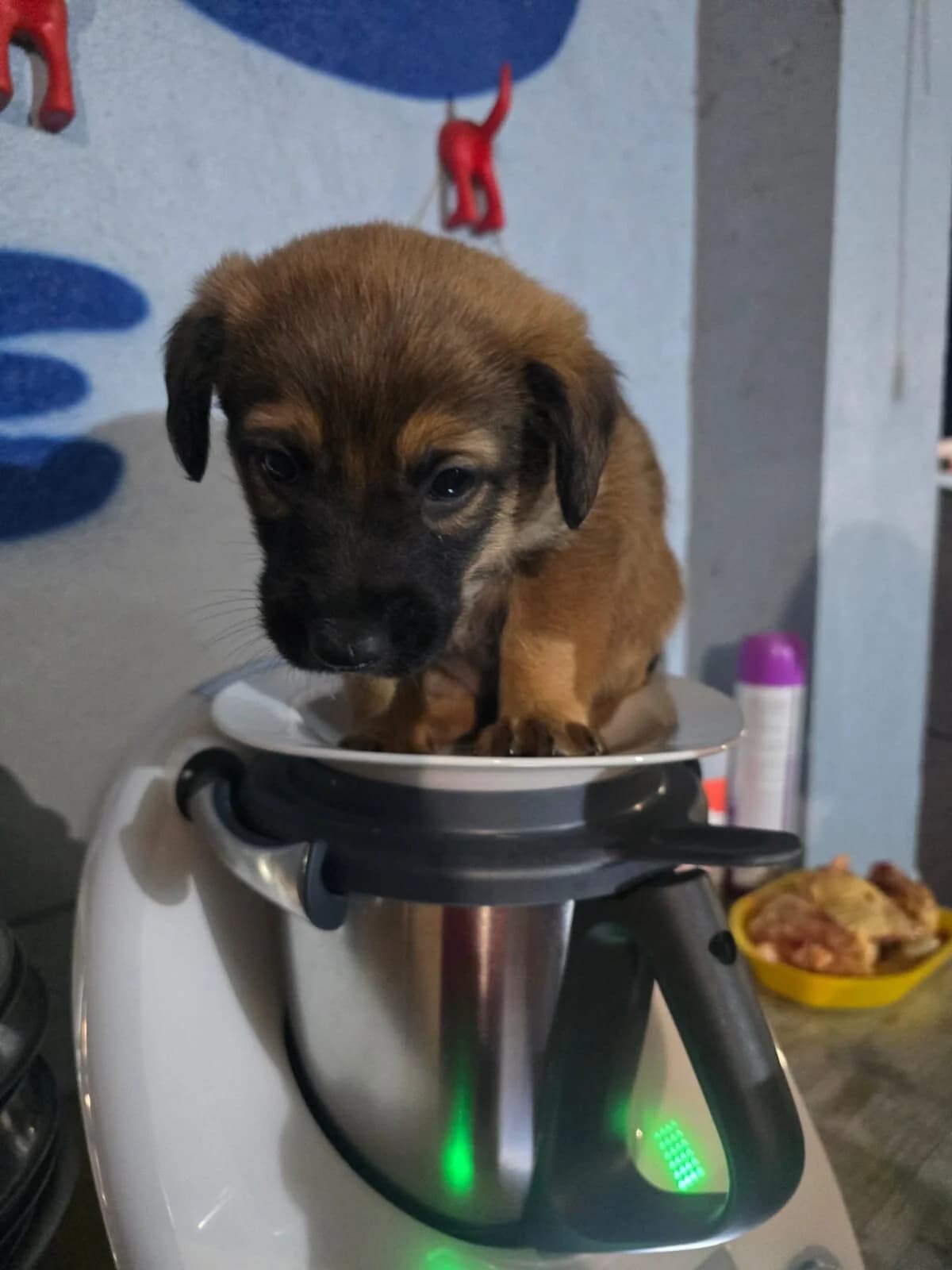 Xander, male puppy Mixed Breed for adoption at Protectora Os Biosbardos Ponteareas