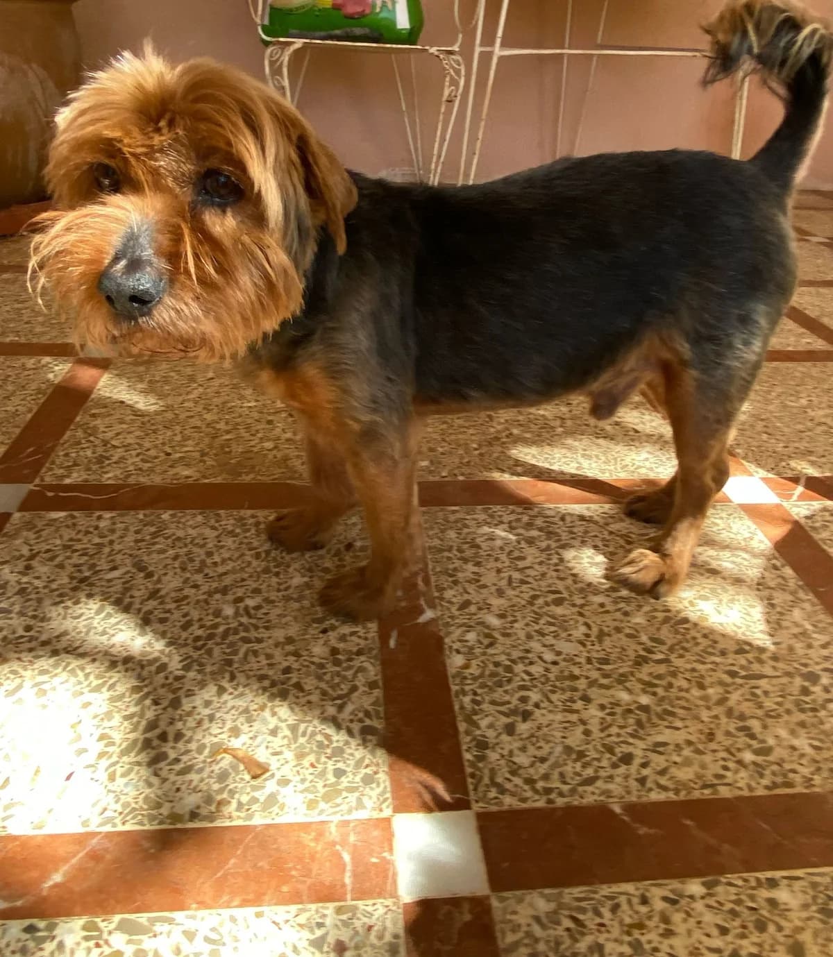 Topsy, female 6yo mixed breed for adoption at P.E.P.A. Spain, Pepa Spain