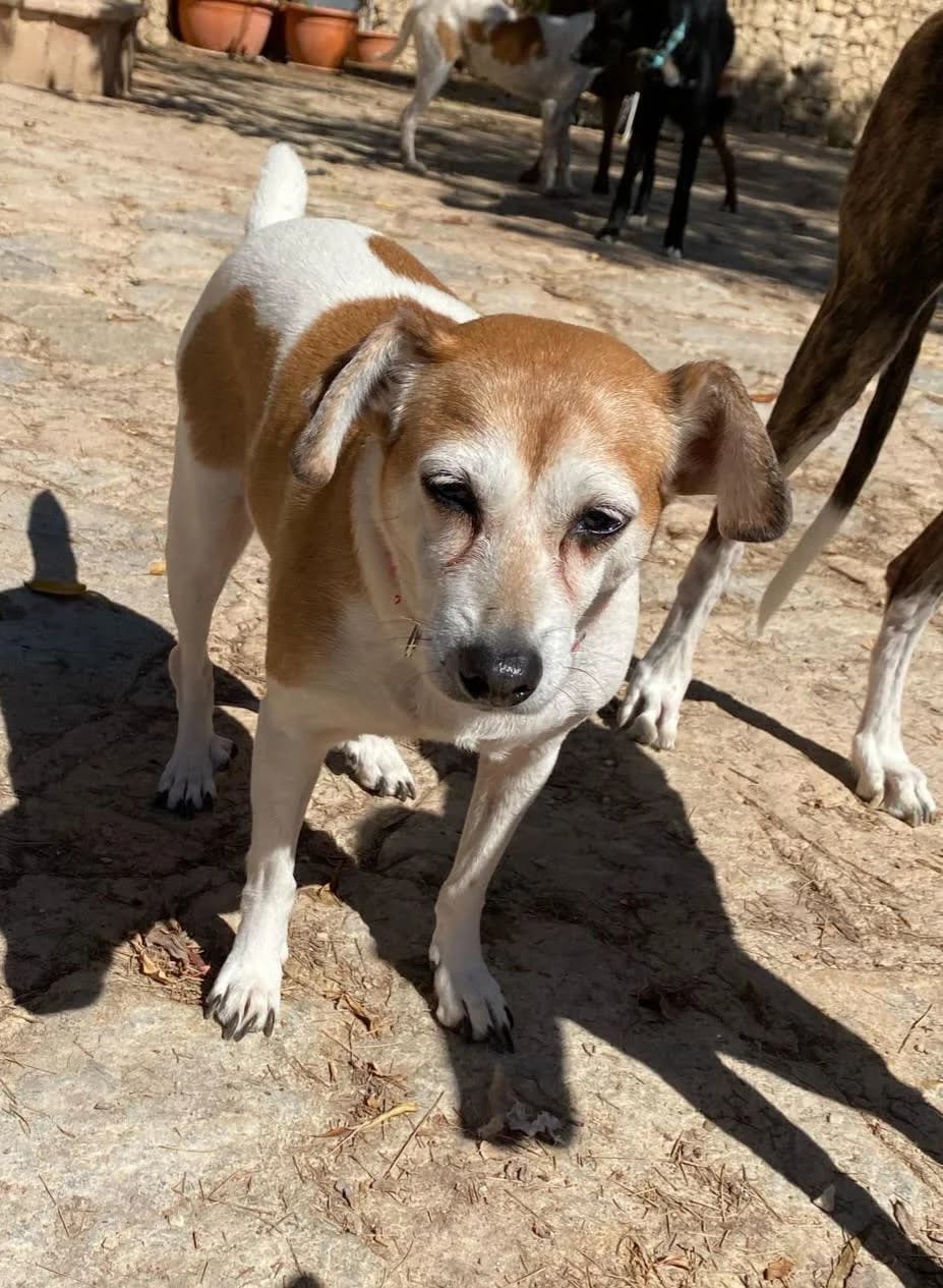 Zoe, female senior Mixed Breed for adoption at P.E.P.A. Spain, Pepa Spain