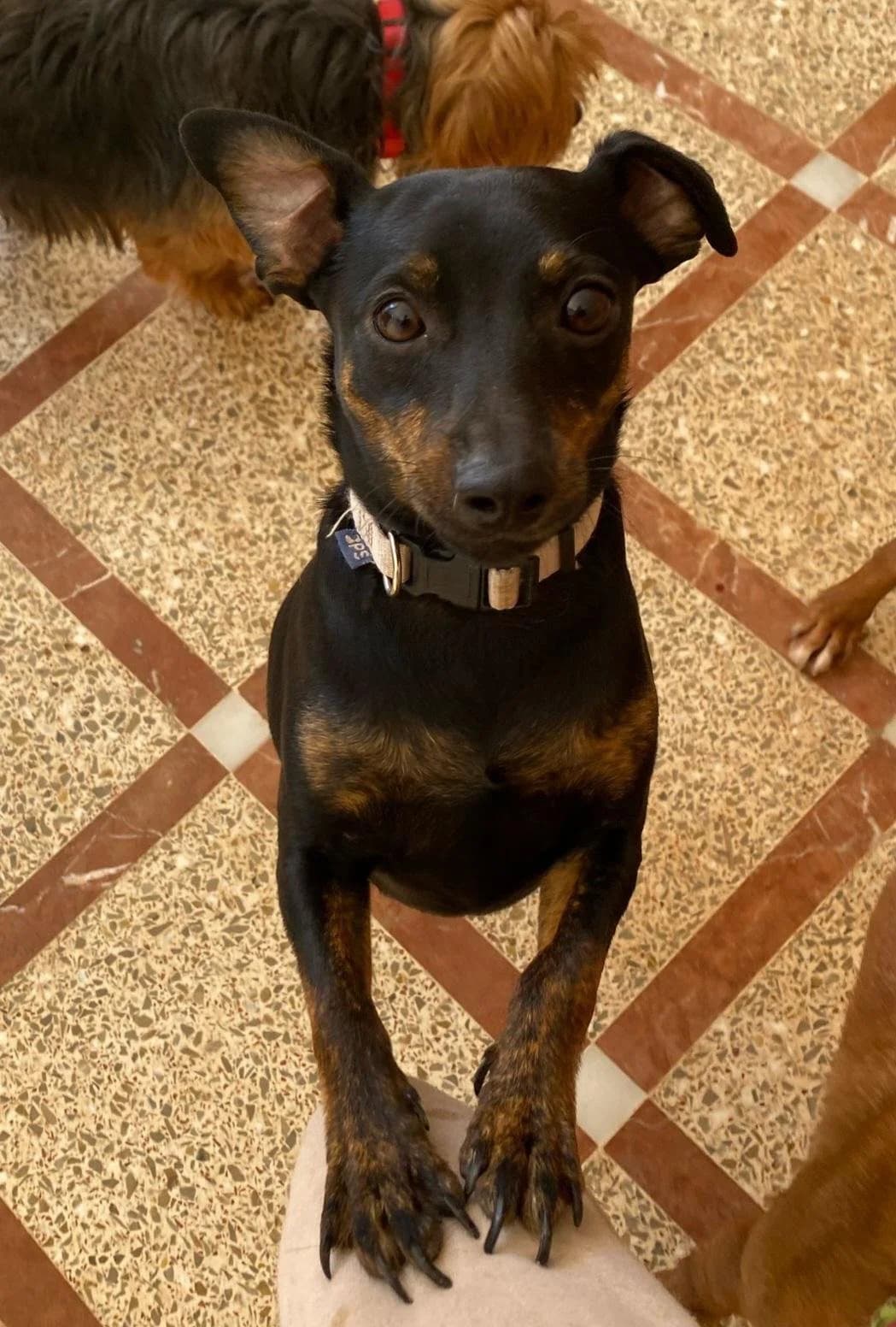 Tom - PD102045, male mixed breed for adoption at P.E.P.A. Spain, Pepa Spain