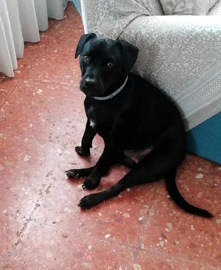 BLACKIE - RD 201789, male mixed breed for adoption at P.E.P.A. Spain, Pepa Spain