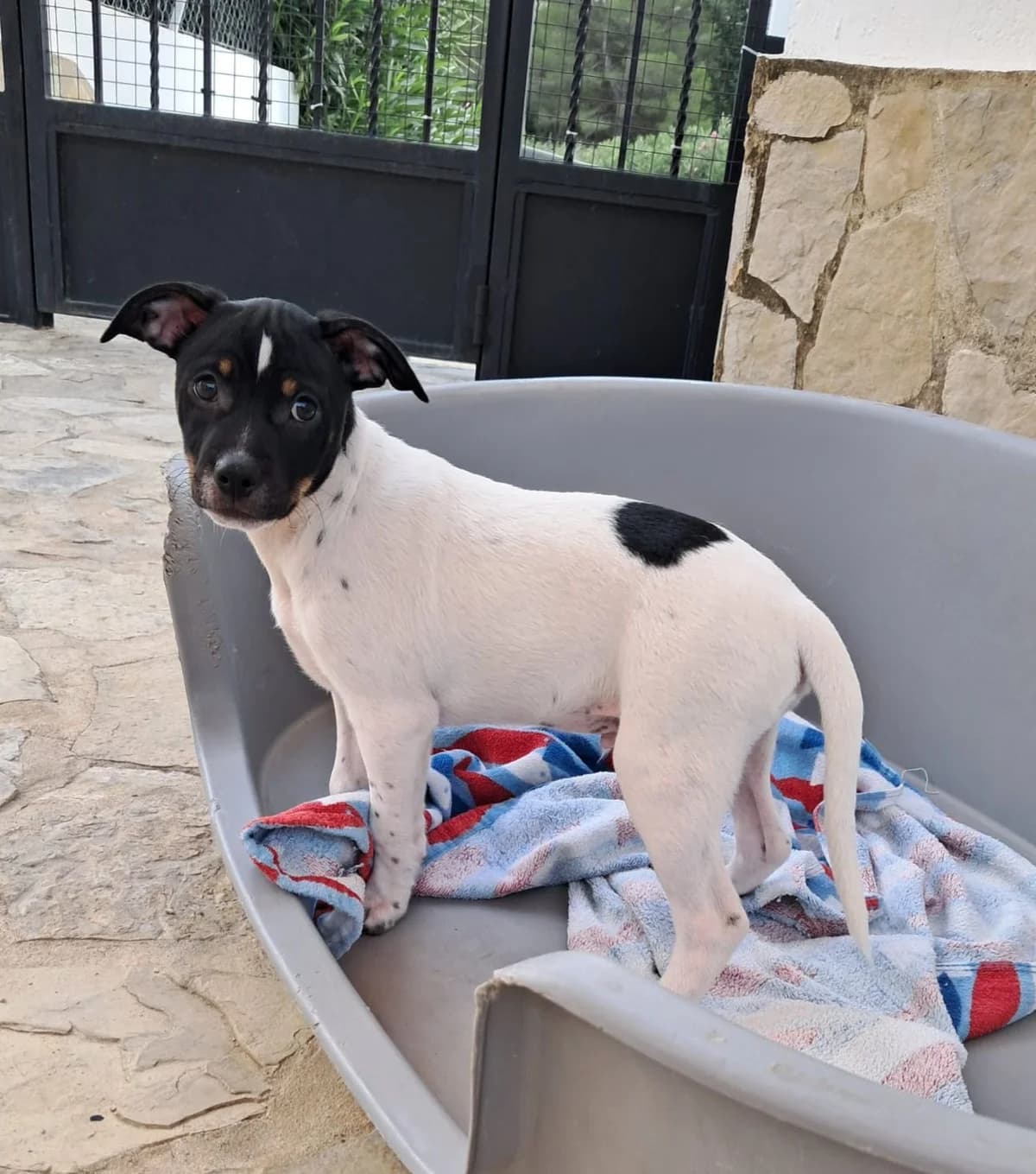 Josh - PD102078, male mixed breed for adoption at P.E.P.A. Spain, Pepa Spain