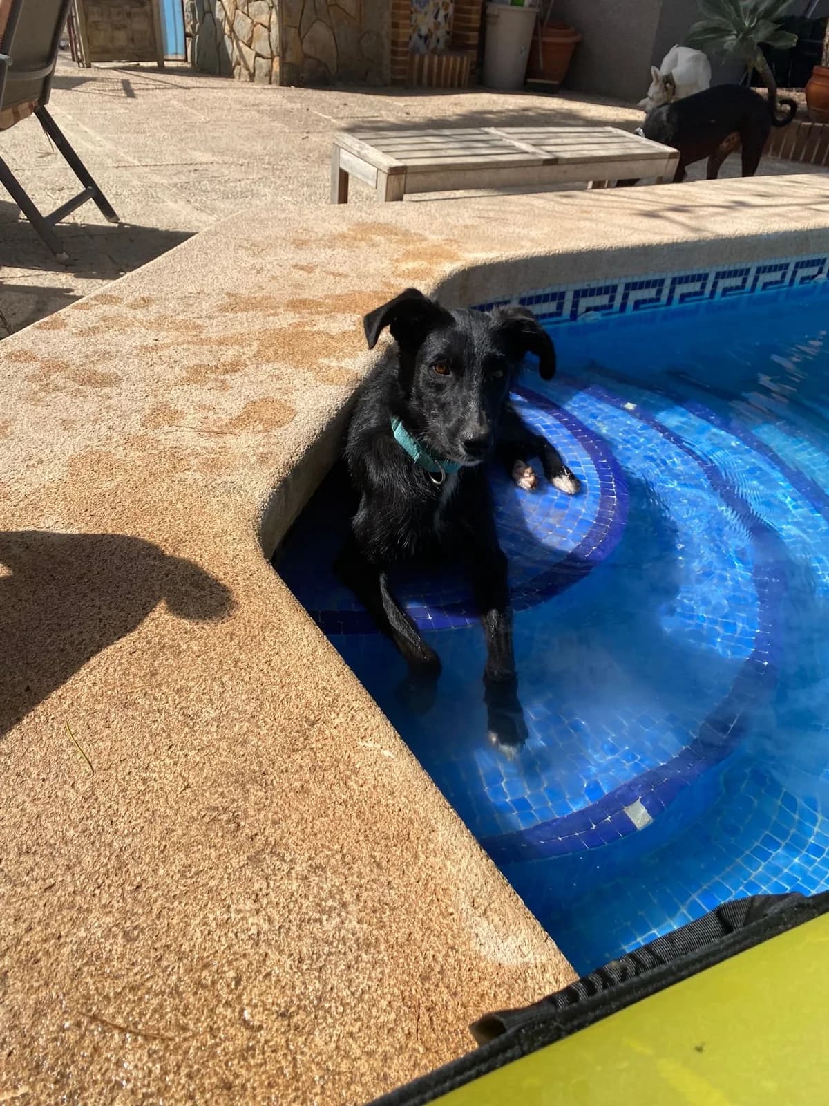 Charlie - PD102049, male Mixed Breed for adoption at P.E.P.A. Spain, Pepa Spain