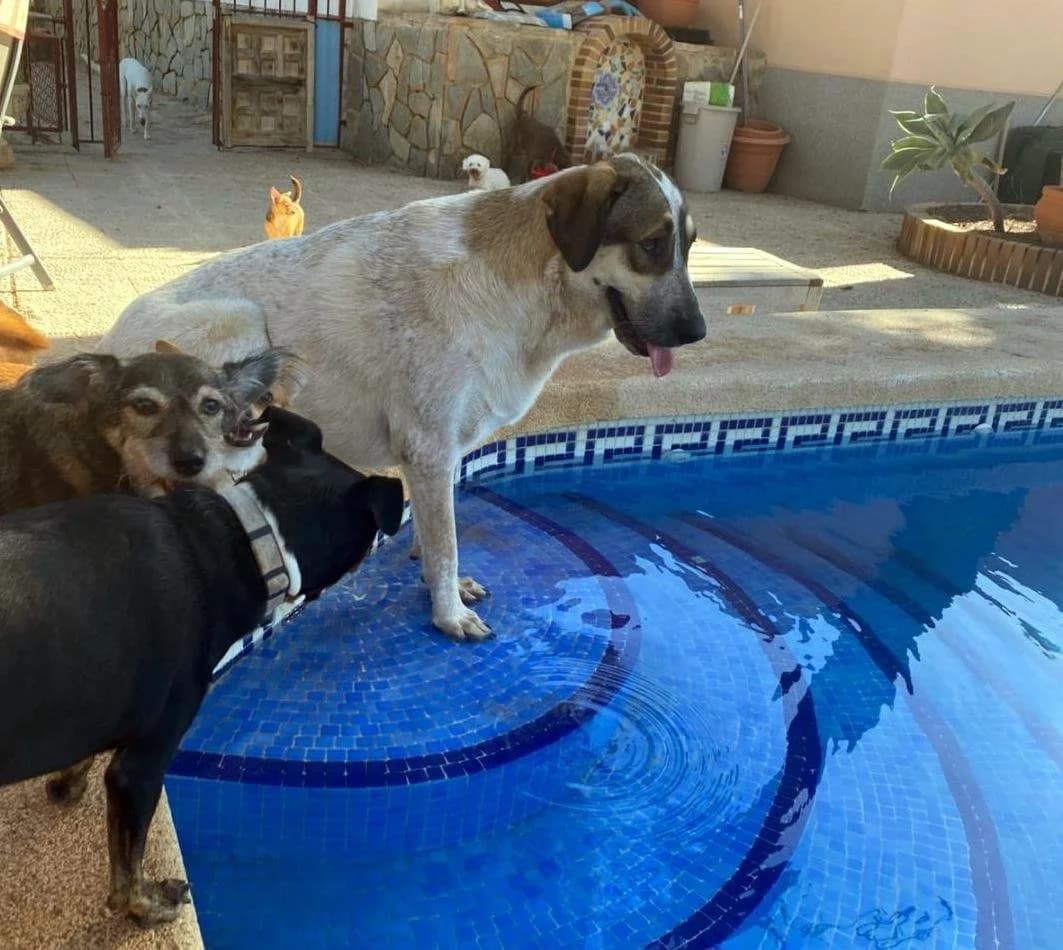 Mika - RD 201788, female Mixed Breed for adoption at P.E.P.A. Spain, Pepa Spain