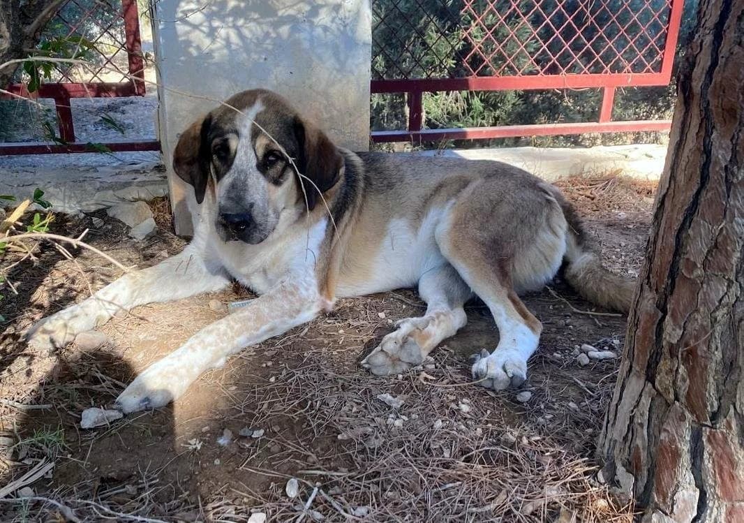 Suki, female young Mixed Breed for adoption at P.E.P.A. Spain, Pepa Spain