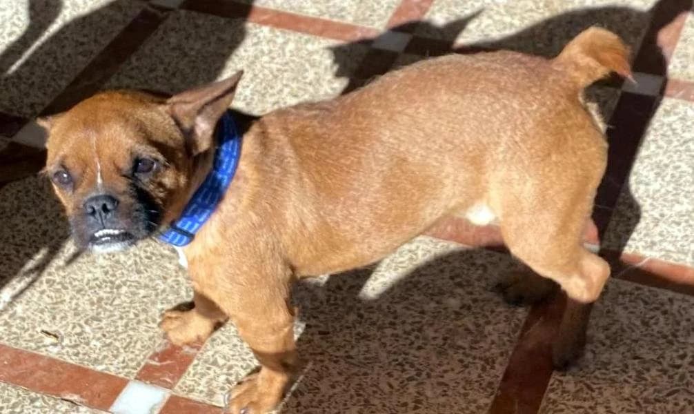 Max, male 7yo Mixed Breed for adoption at P.E.P.A. Spain, Pepa Spain
