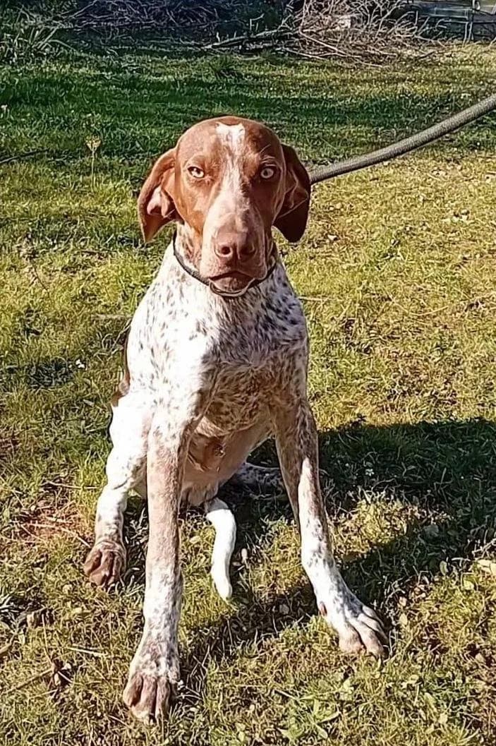 MERLIN - Reference PD 102091, male Pointer for adoption at P.E.P.A. Spain, Pepa Spain