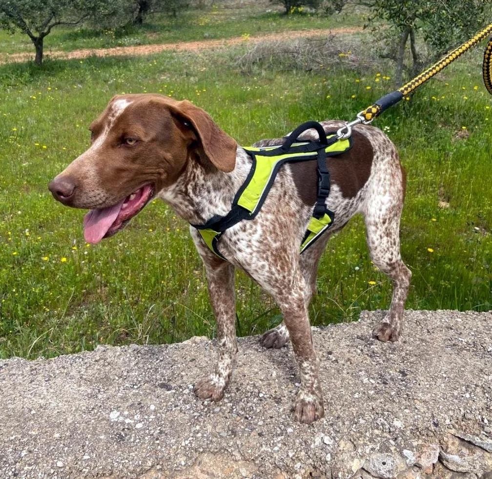 MERLIN, male puppy Pointer for adoption at P.E.P.A. Spain, Pepa Spain