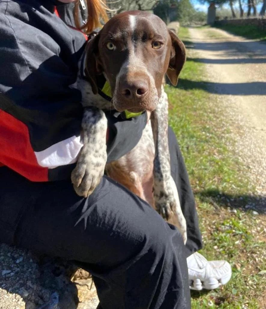 ARTURO - Reference PD 102090, male Pointer for adoption at P.E.P.A. Spain, Pepa Spain