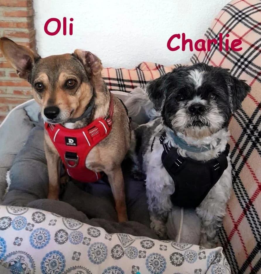 OLI PD 102101 and CHARLIE PD, male senior Mixed Breed for adoption at P.E.P.A. Spain, Pepa Spain