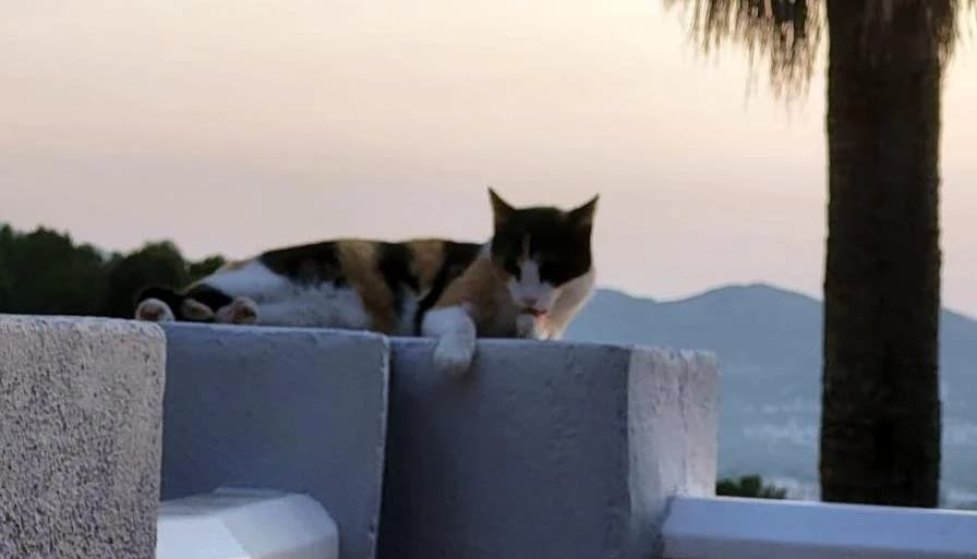 URGENT - LILY - RC301929, female Mixed Breed for adoption at P.E.P.A. Spain, Pepa Spain