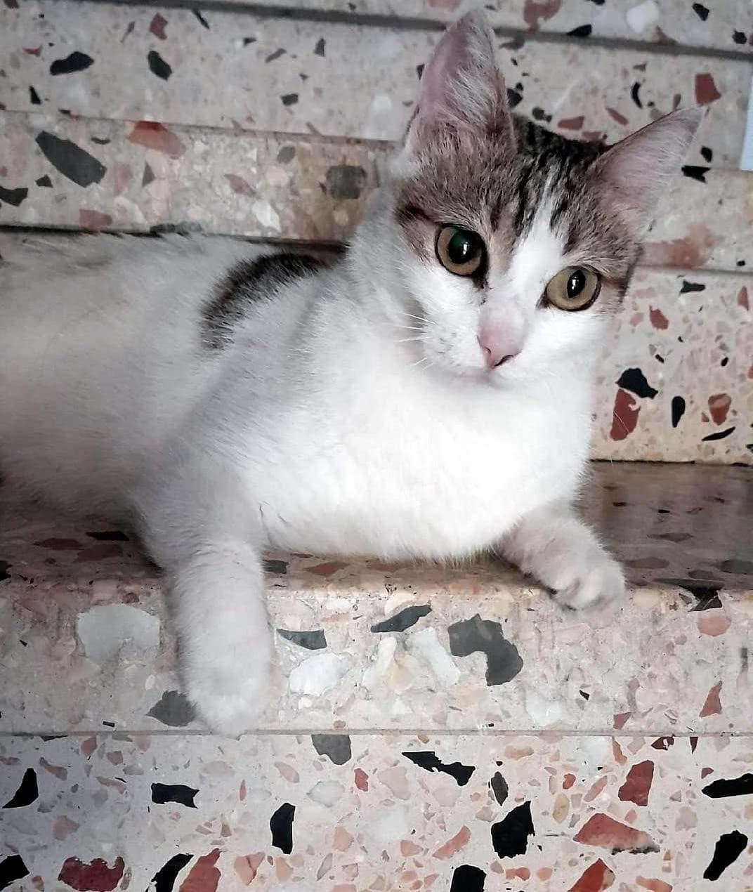 MIA - RC301927, female Mixed Breed for adoption at P.E.P.A. Spain, Pepa Spain