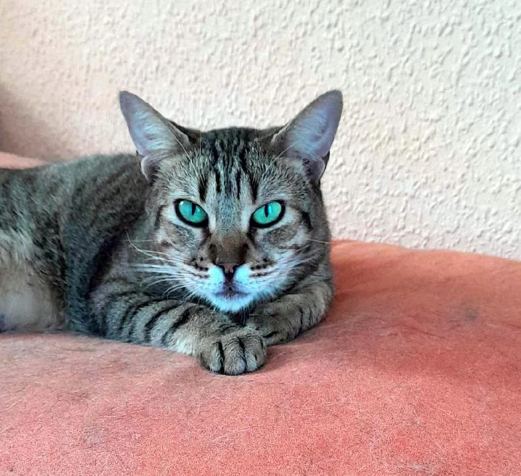 WENDY - RC301928, female Mixed Breed for adoption at P.E.P.A. Spain, Pepa Spain