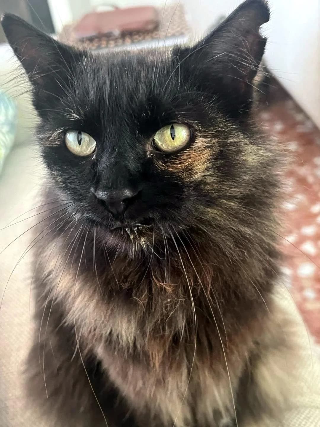 Kitty Ref RC 301935, female Mixed Breed for adoption at P.E.P.A. Spain, Pepa Spain