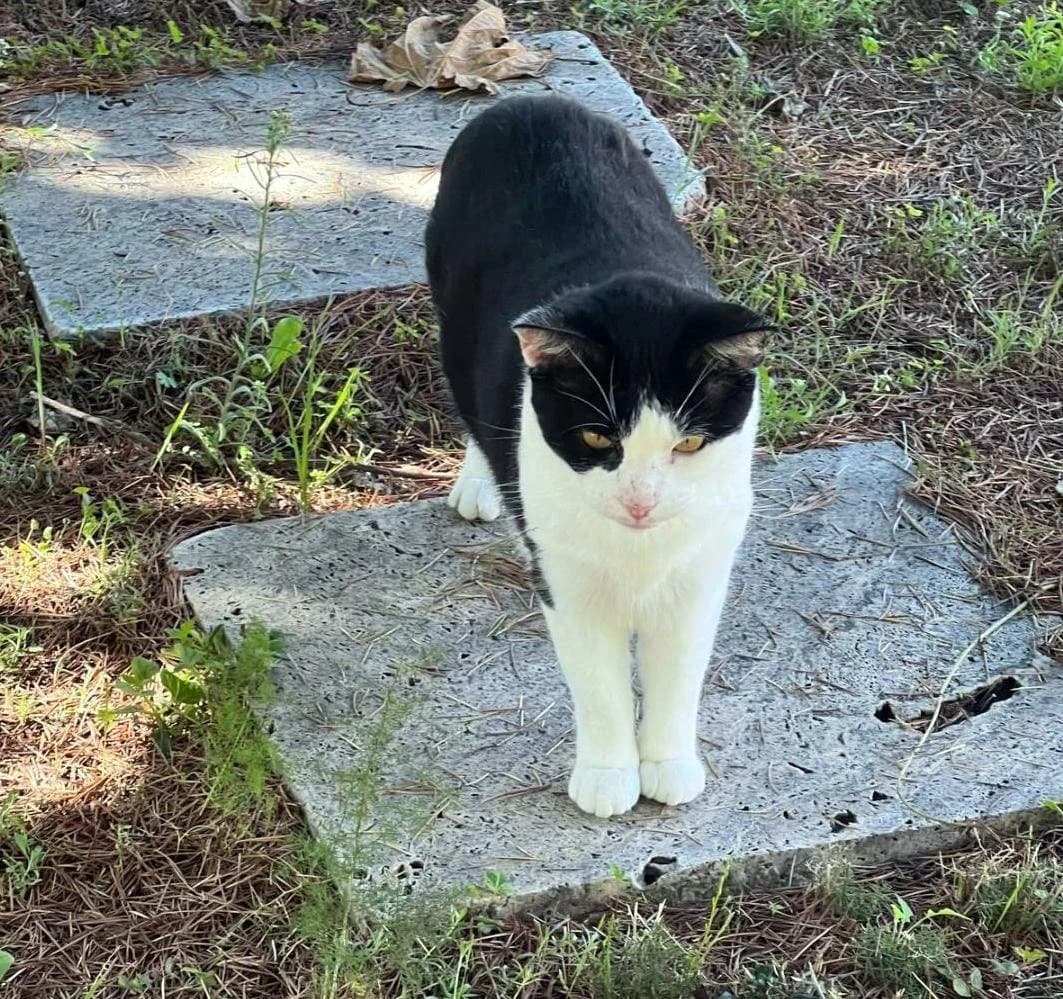 Felix Ref RC 301934, female mixed breed for adoption at P.E.P.A. Spain, Pepa Spain