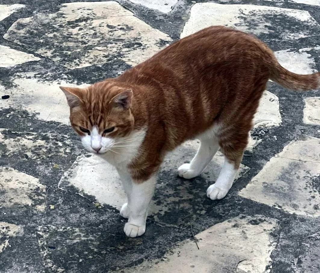 Ginge Ref RC 301931, female Mixed Breed for adoption at P.E.P.A. Spain, Pepa Spain