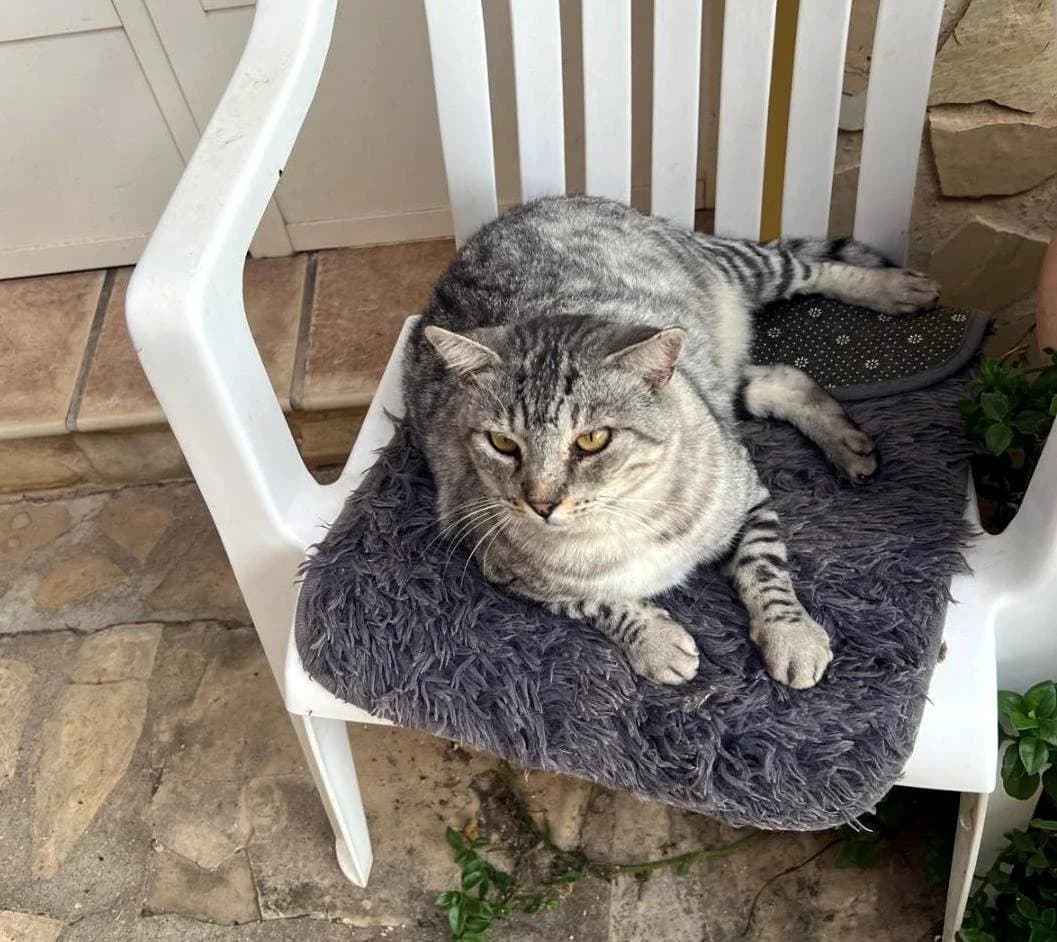 Mr Grey Ref RC 301930, male Mixed Breed for adoption at P.E.P.A. Spain, Pepa Spain