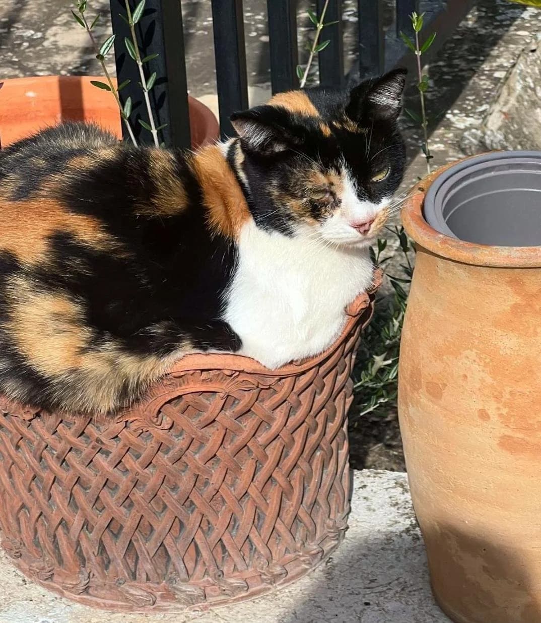 Miss Kitty Ref RC 301932, female mixed breed for adoption at P.E.P.A. Spain, Pepa Spain