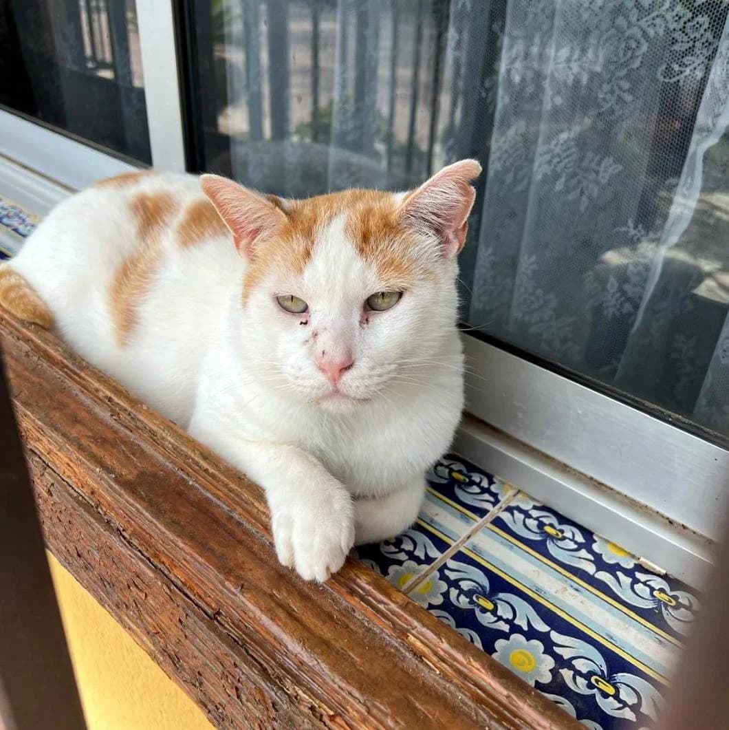 Frank Ref RC 301933, male Mixed Breed for adoption at P.E.P.A. Spain, Pepa Spain