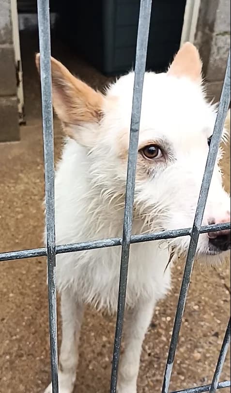 Nieve, male Mixed Breed for adoption at Perrera de Huesca