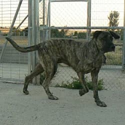 Teofila, female senior mixed breed for adoption at Protectora de Animales de Segovia, Segovia